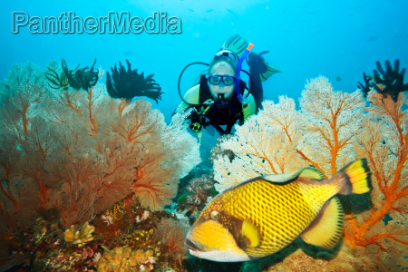 Underwater landscape with triggerfish,  diver and gorgonian coral