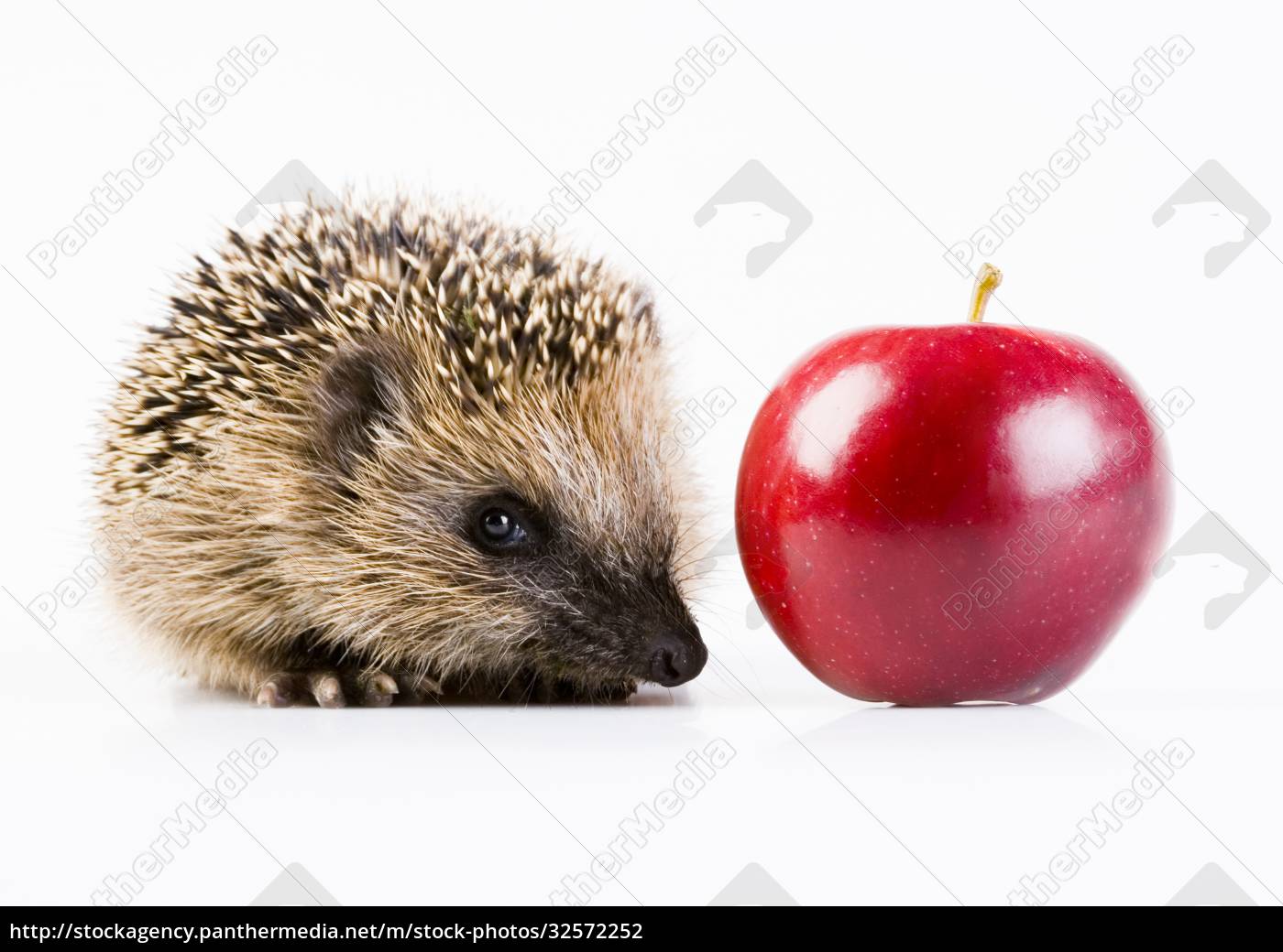 Ein Igel Ist Eines Der Kleinen Stacheligen S Ugetiere Lizenzfreies