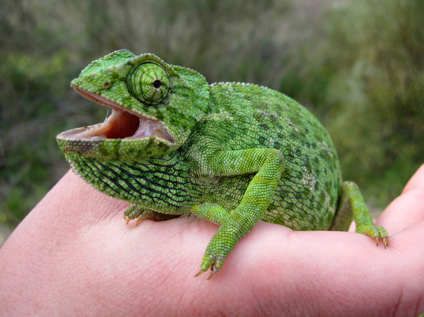 camaleon verde a mano