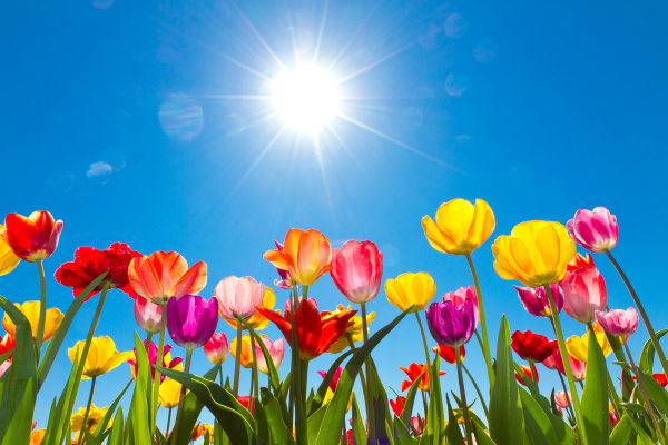 tulipaner i solen