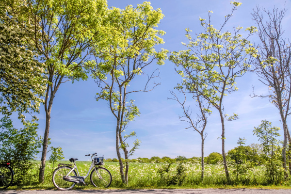 Arvores da mola com bicicleta