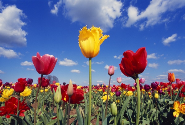 felt af blomstrende tulipaner