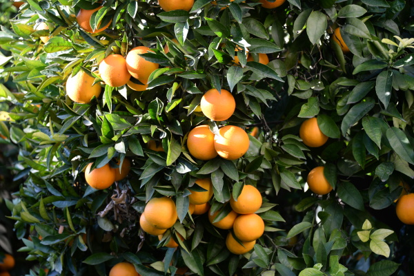 arance sull albero sul campo costa