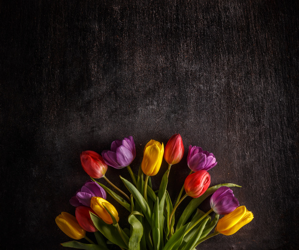 vibrantes tulipanes coloridos