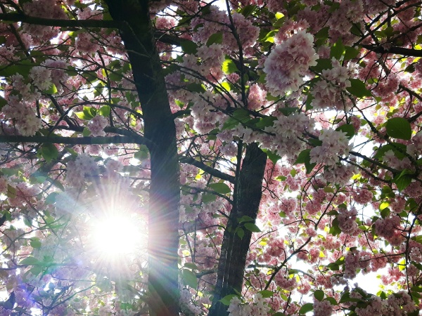 la flor de cerezo con sol