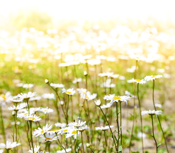 the chamomile flowers field wide background
