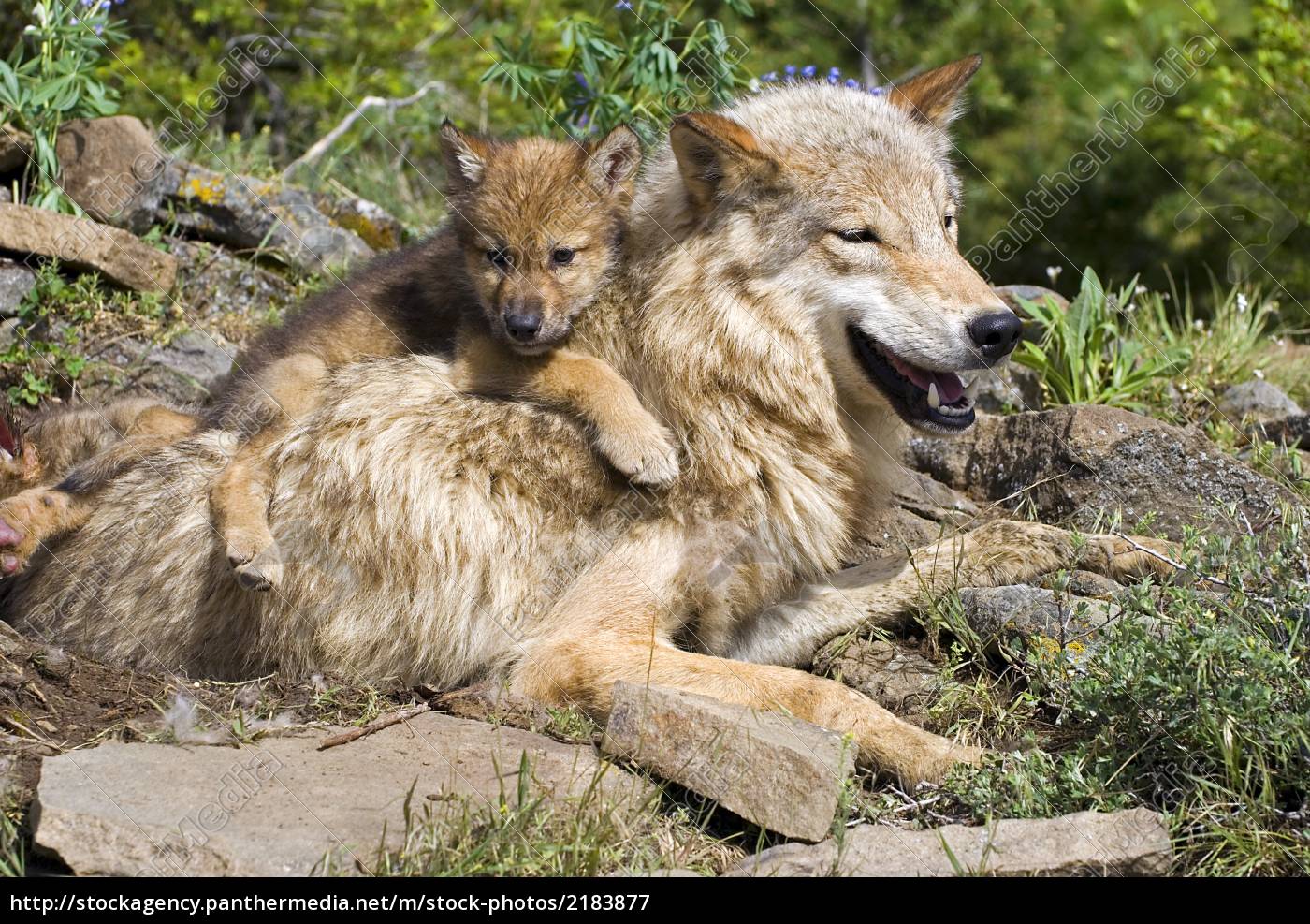 cachorro de lobo y de la madre en el sitio de la - Stockphoto #2183877 |  Agencia de stock PantherMedia