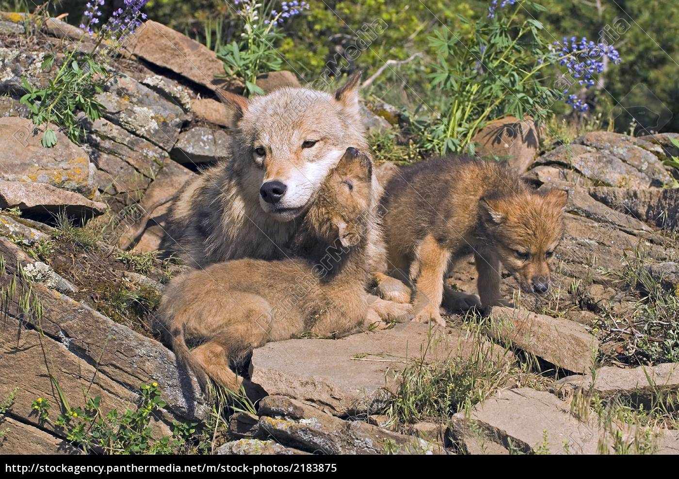 cachorros de lobo y la madre en el sitio de la guarida - Foto de archivo  #2183875 | Agencia de stock PantherMedia