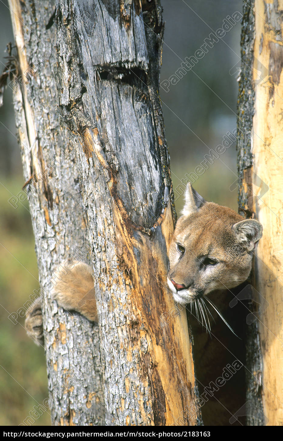 puma trepando a un árbol - Stockphoto #2183163 | Agencia de stock  PantherMedia