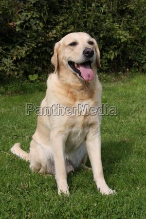 Cream best sale labrador dog