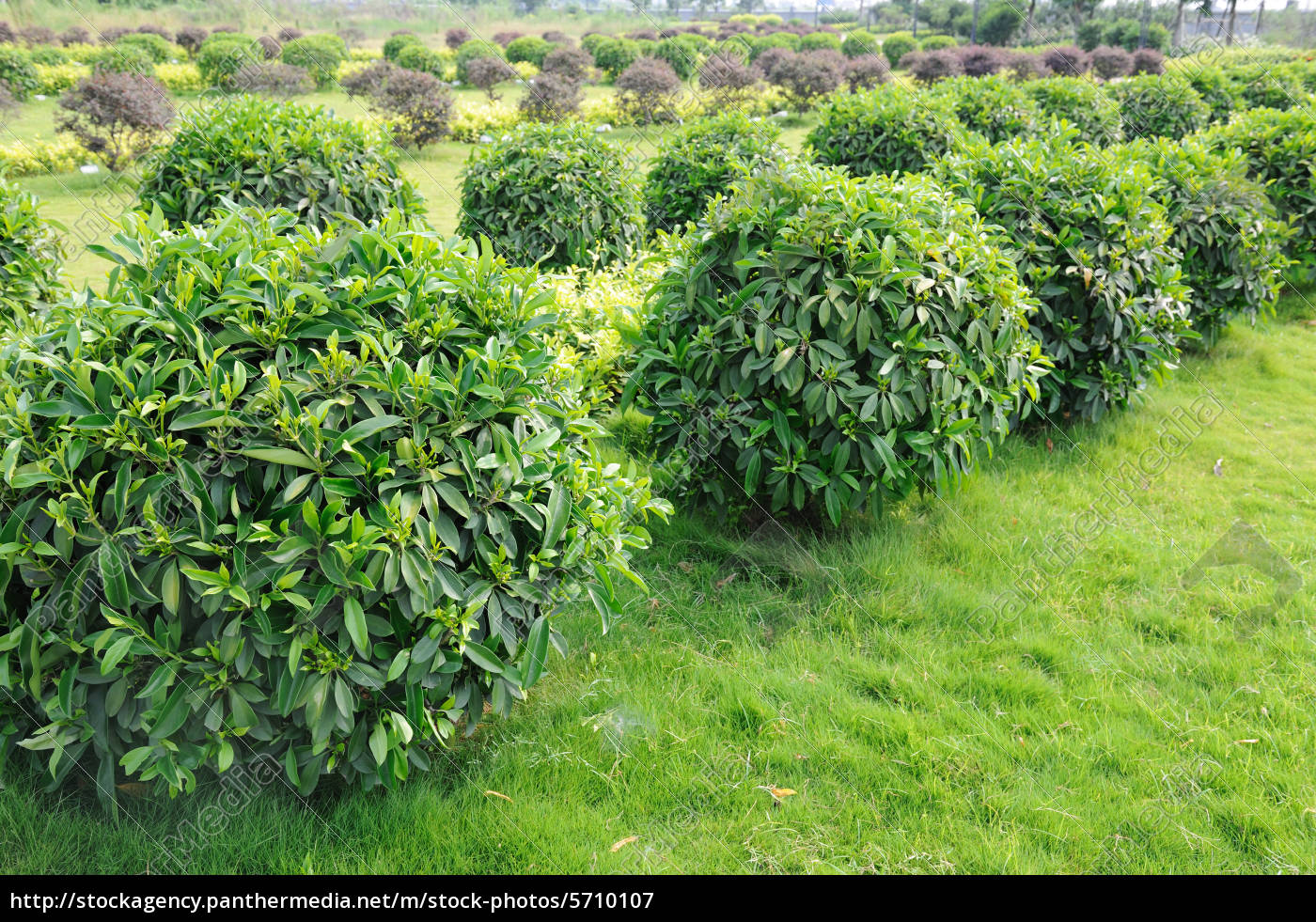 rvores de ch verde Stockphoto 5710107 Banco de Imagens