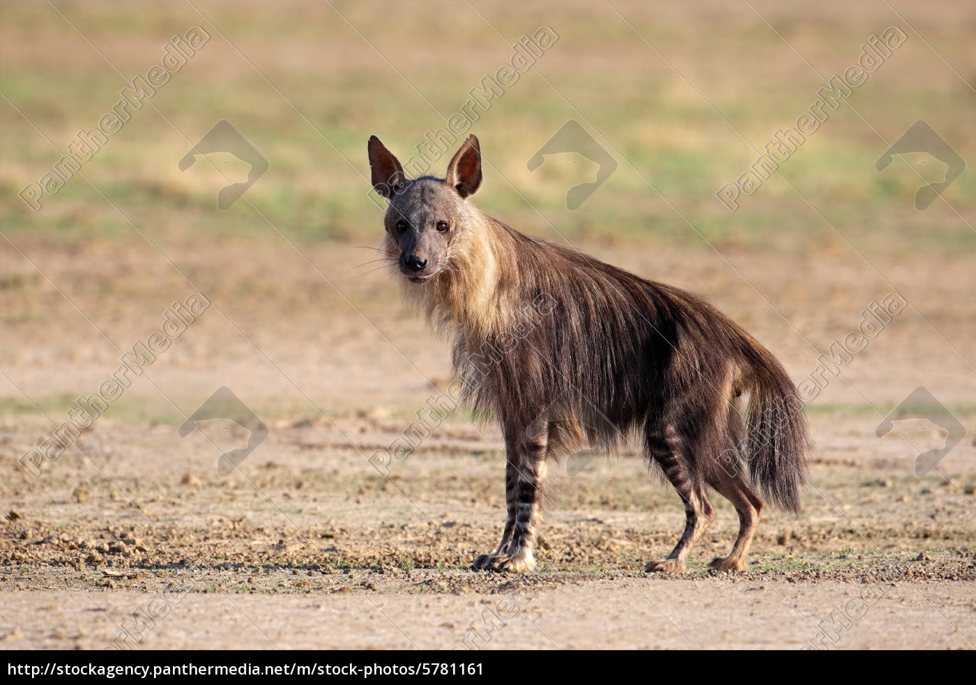 Brown hyena - Stock Photo 5781161 | PantherMedia Stock Agency