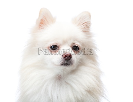 perro de pomerania blanco