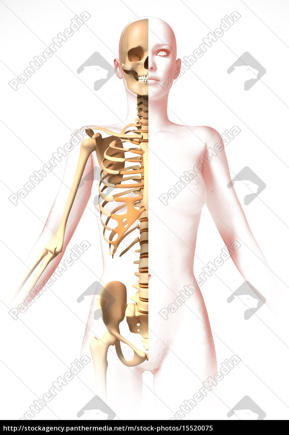 frau körper mit dem skelett. anatomie bild - Lizenzfreies Bild 15520075 |  Bildagentur PantherMedia