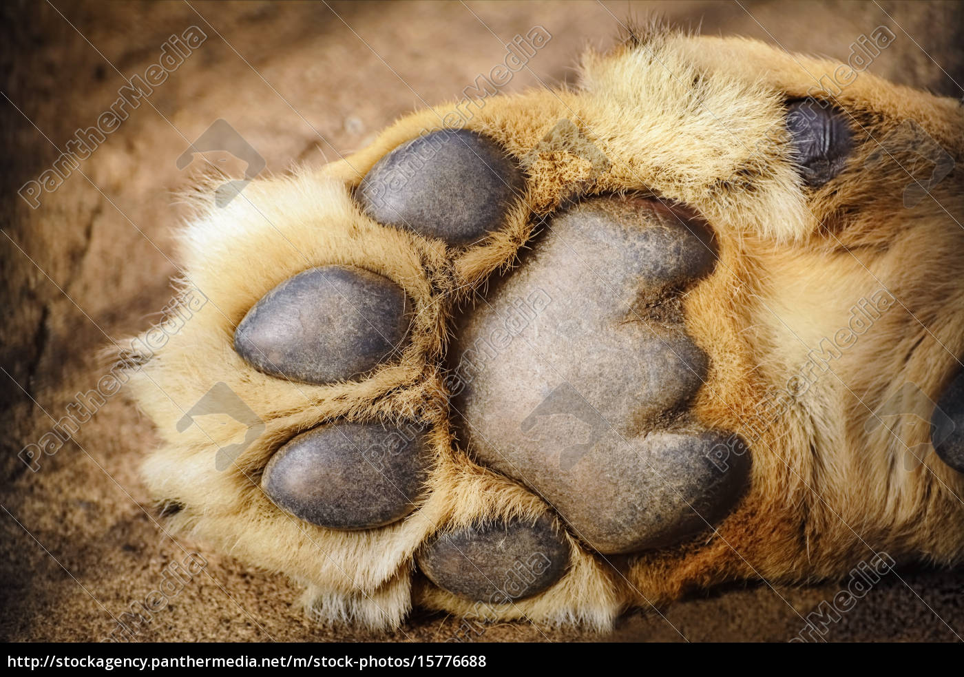 Pfote des Löwen - Lizenzfreies Bild 15776688 | Bildagentur PantherMedia