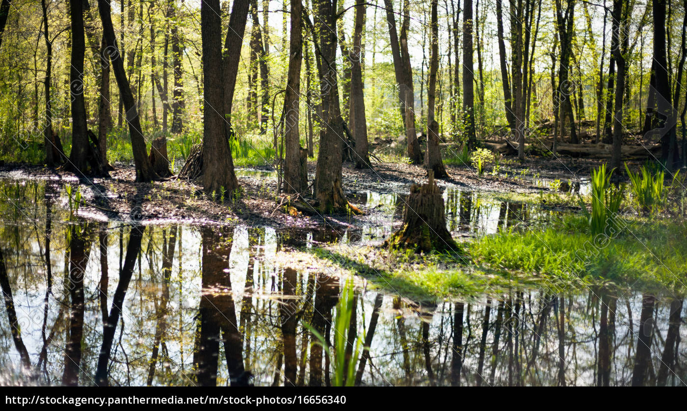 sumpfwald in frühlingssonne - Lizenzfreies Bild 16656340 | Bildagentur  PantherMedia