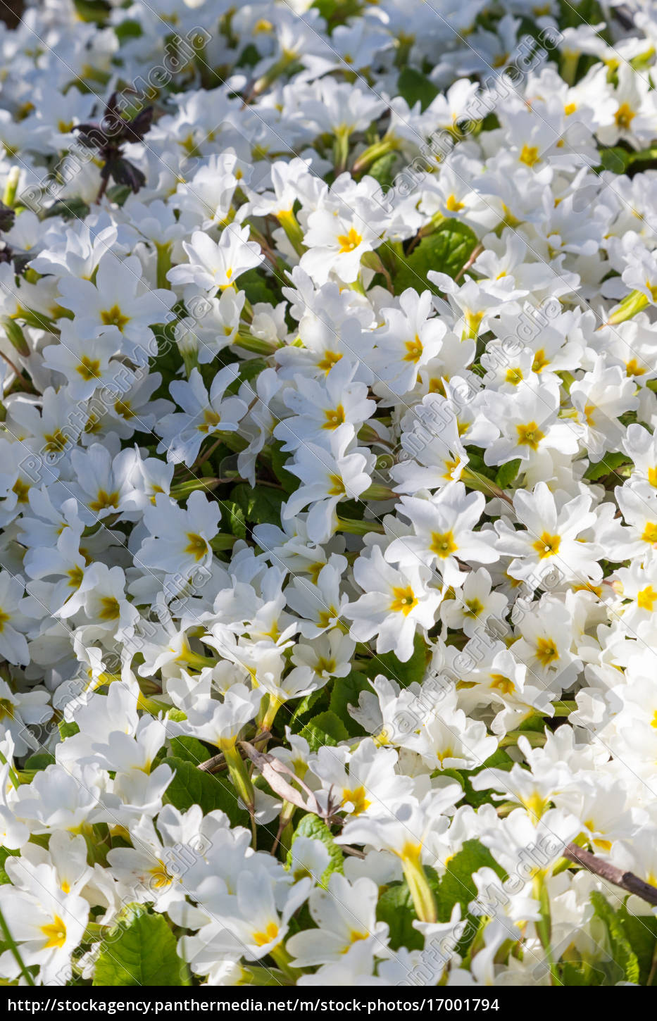 nahaufnahme kleine weiße blumen - Lizenzfreies Bild 17001794 | Bildagentur  PantherMedia