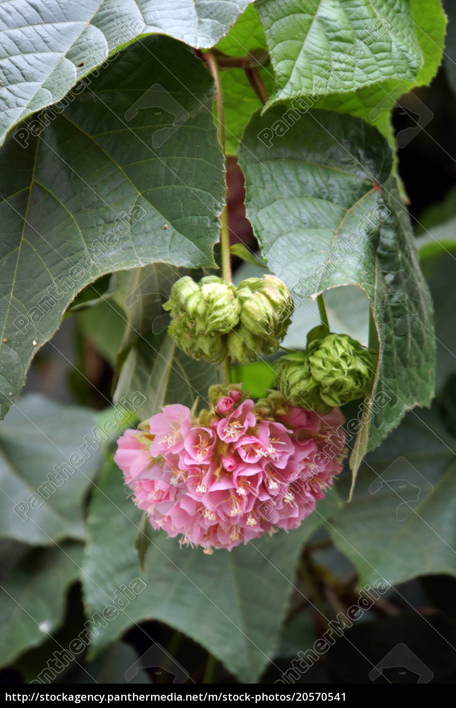 Hortensienbaum Dombeya cacuminum - Stockfoto 20570541 | Bildagentur  PantherMedia
