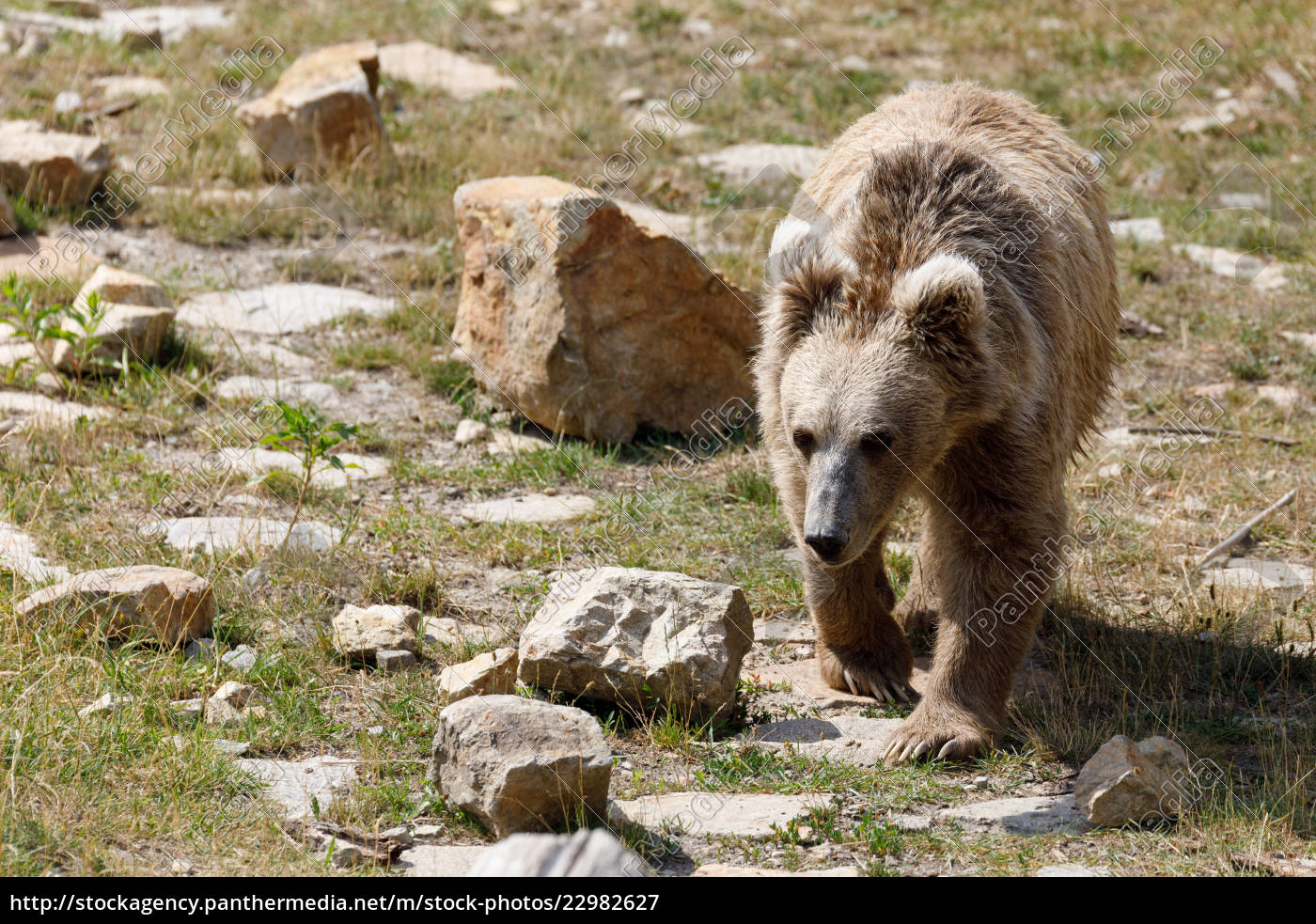 Himalayan brown bear Ursus arctos isabellinus - Stock Photo #22982627 ...