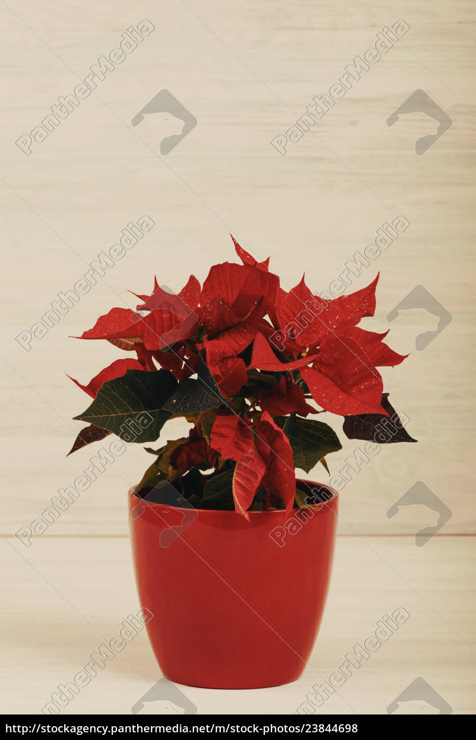 Weihnachtsblume rot Poinsettia im Topf - Lizenzfreies Bild 23844698 |  Bildagentur PantherMedia