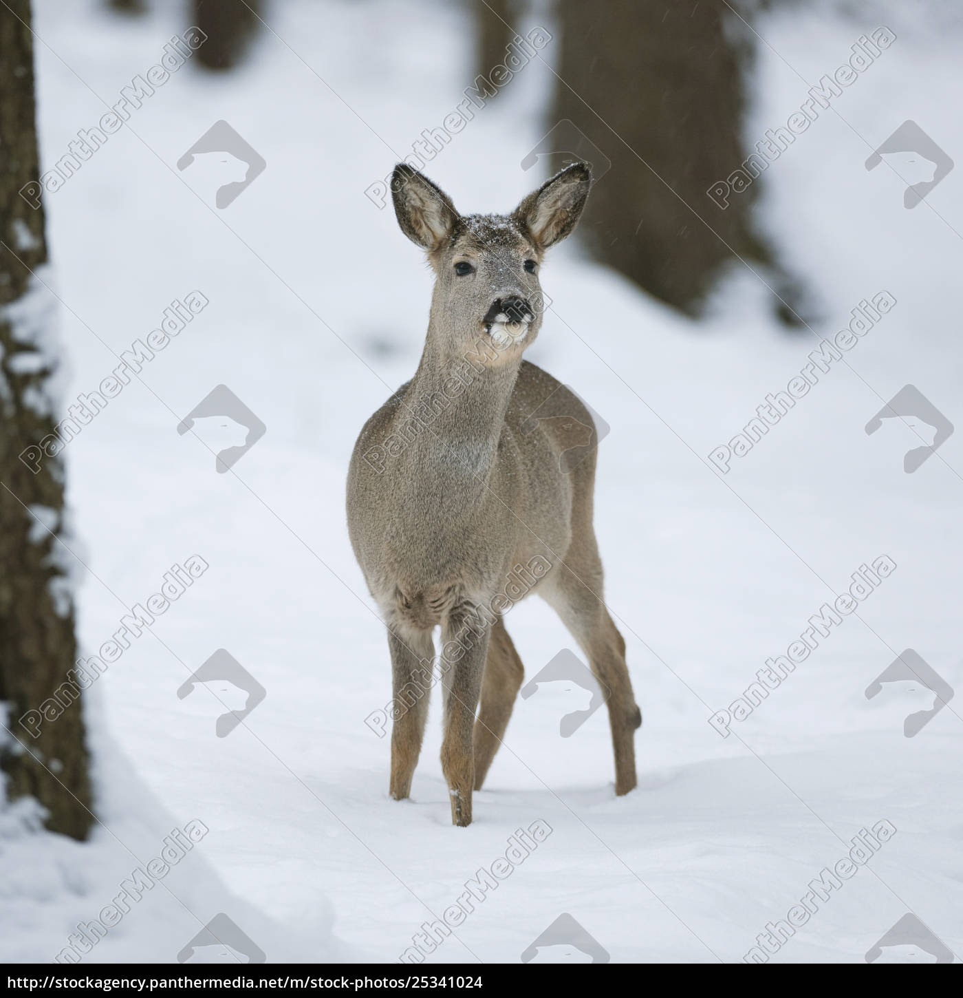 Roe deer Capreolus capreolus Ricke im Winterfell - Royalty free photo  25341024 | PantherMedia Stock Agency