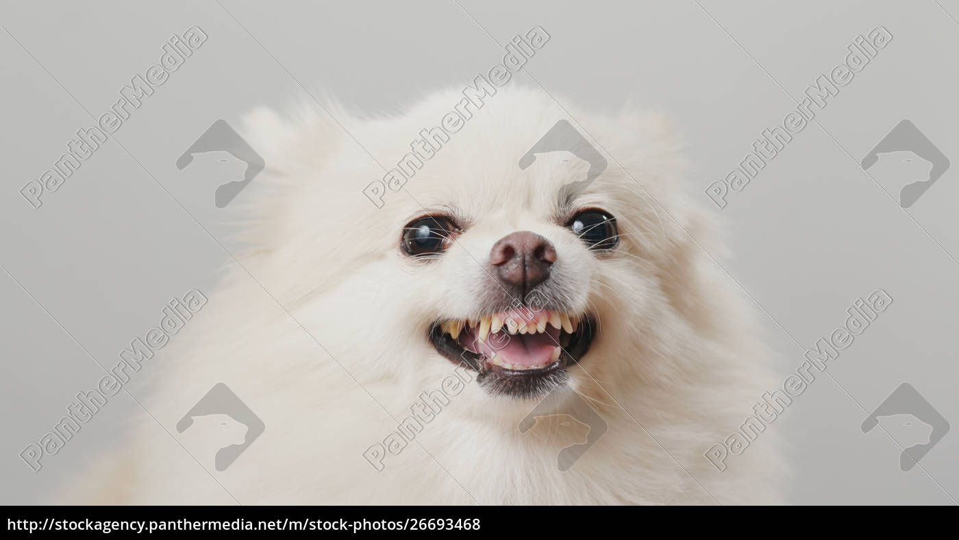 perro de pomerania blanco