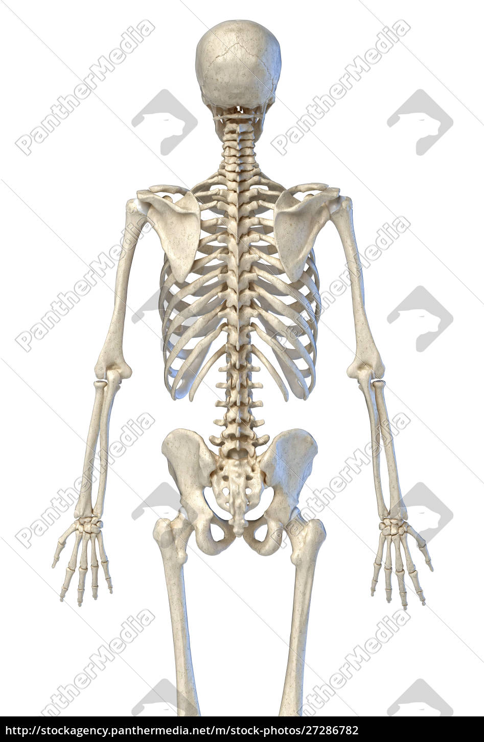 Menschliche Anatomie Knochenskelett von hinten - Stockfoto 27286782 |  Bildagentur PantherMedia