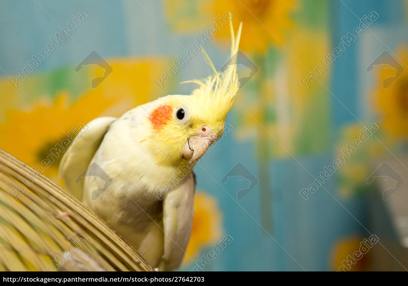 Ein gelber Corella-Papagei mit roten Wangen und langen - Lizenzfreies Bild  27642703 | Bildagentur PantherMedia