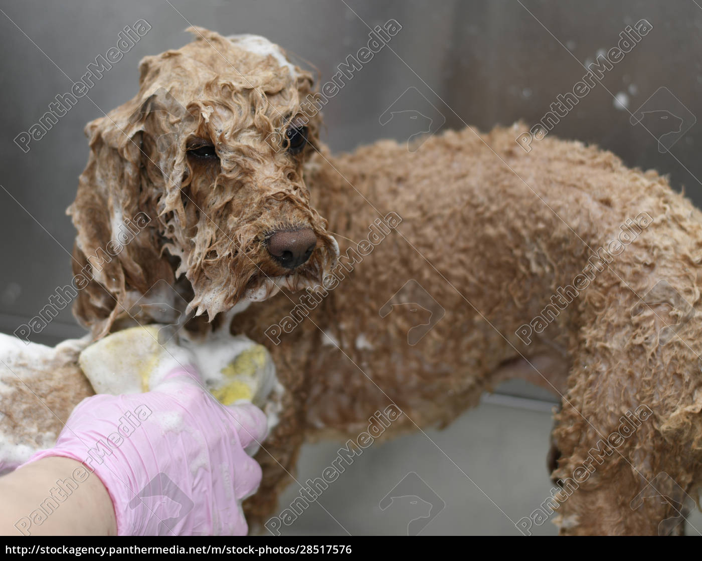 Wet apricot standard poodle Royalty free photo 28517576 PantherMedia Stock Agency