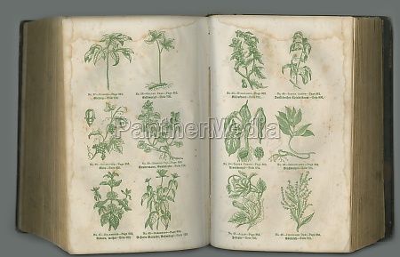 Old botanical text. An aged biology book with its - Lizenzfreies Bild ...