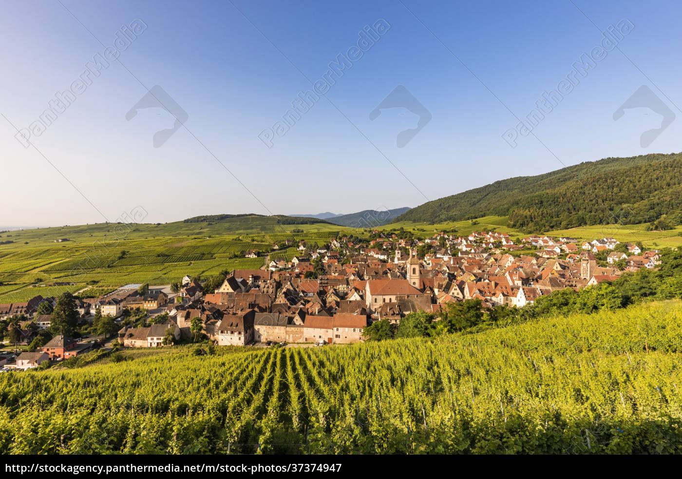 Frankreich Elsass Riquewihr Weinberg vor dem - Lizenzfreies Bild ...